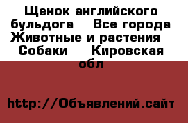 Щенок английского бульдога  - Все города Животные и растения » Собаки   . Кировская обл.